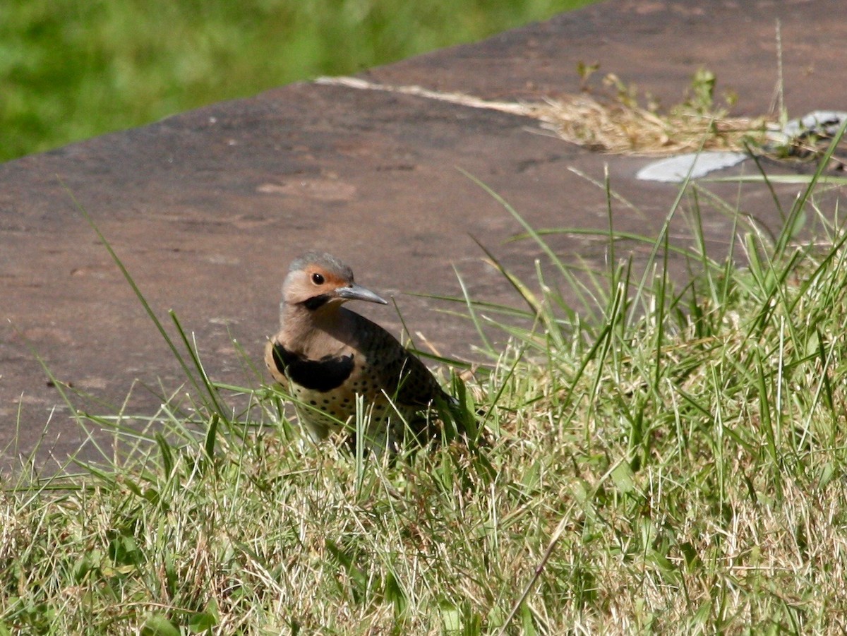 Northern Flicker (Yellow-shafted) - ML266986451
