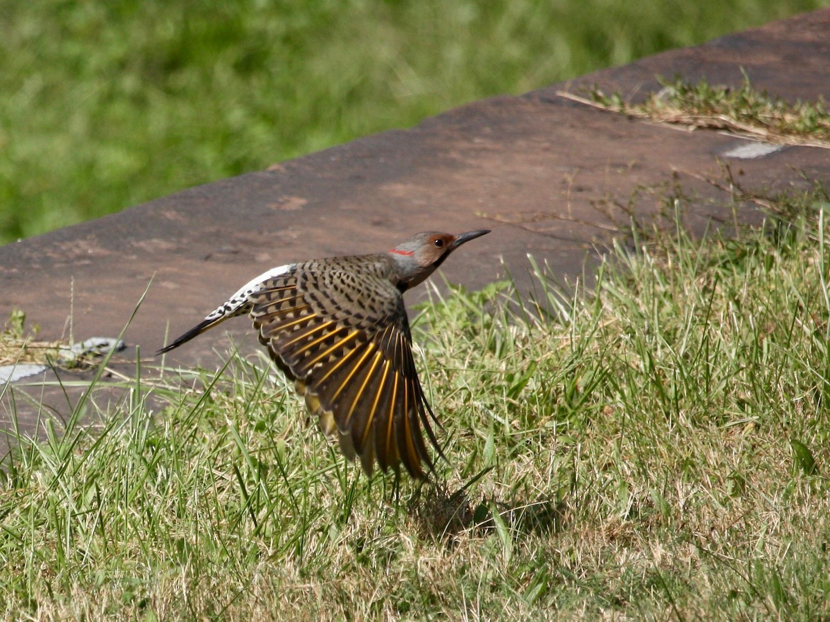 Northern Flicker (Yellow-shafted) - ML266986491