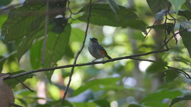 Peruvian Warbling-Antbird - ML266989191