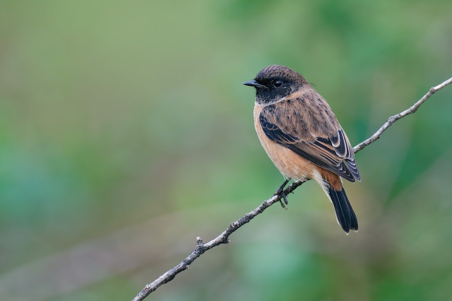 Siberian Stonechat (Przevalski's) - eBird