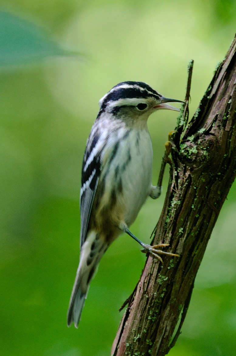 Black-and-white Warbler - ML266991501