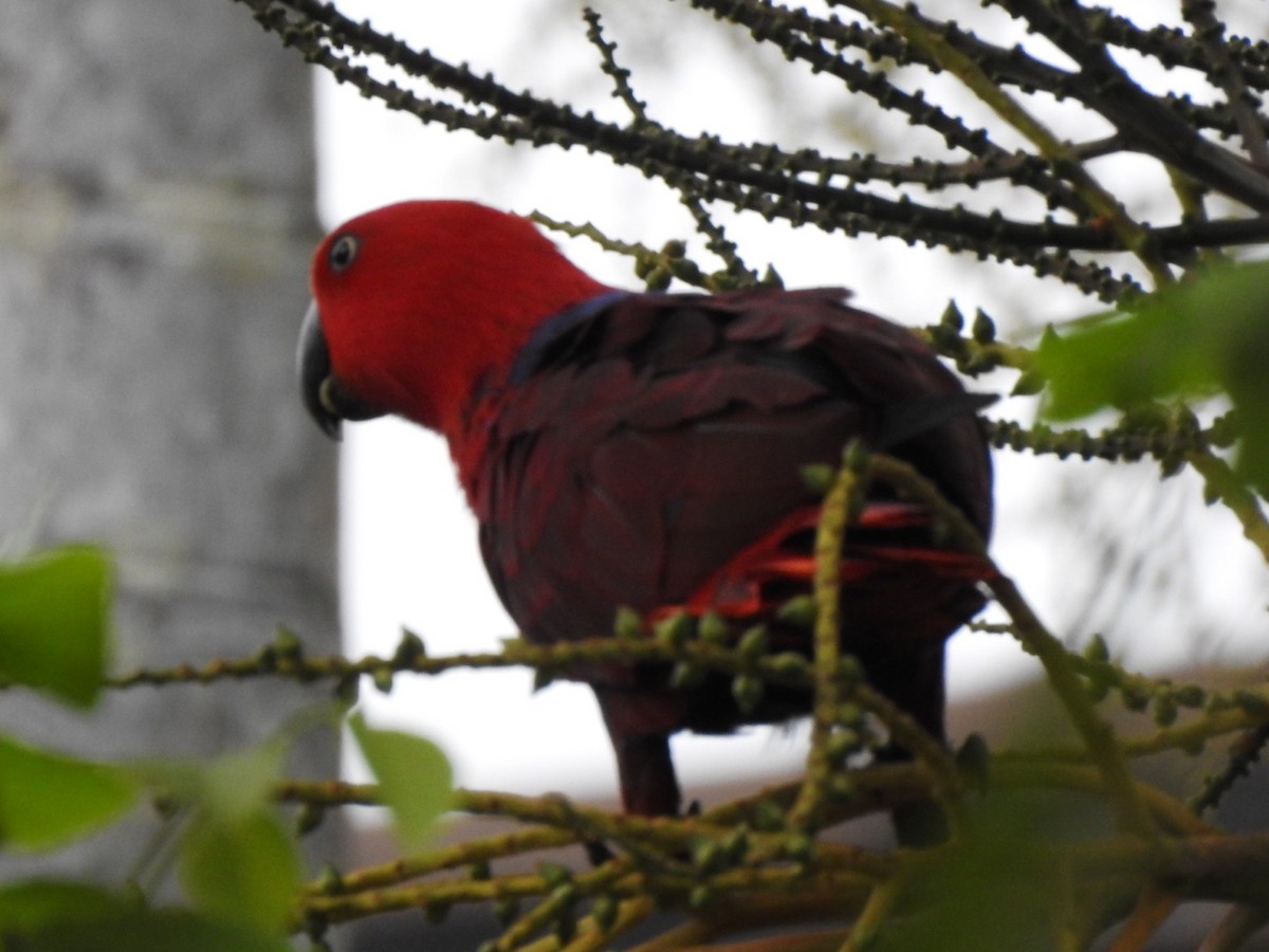 Papua Eklektus Papağanı - ML266995151