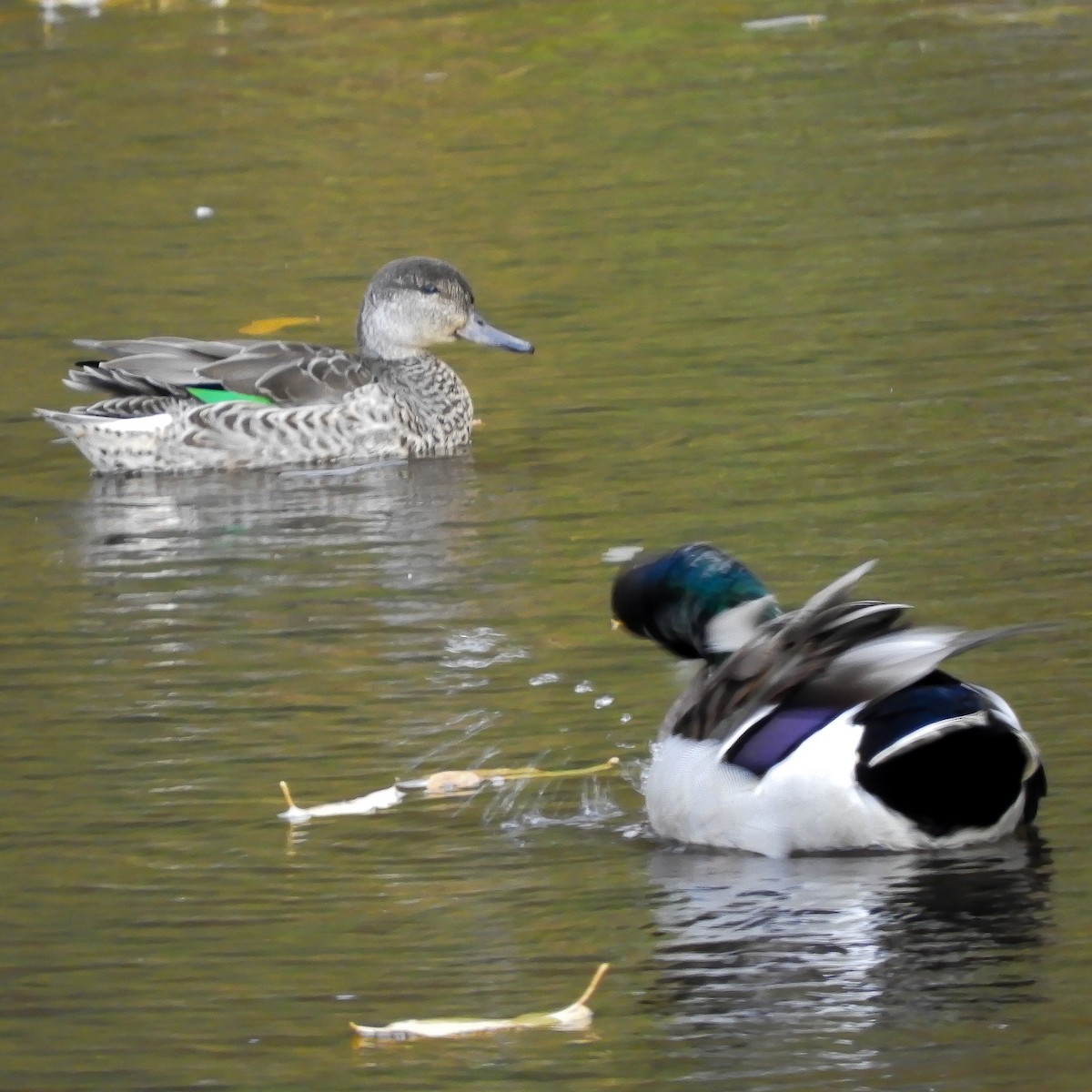 Green-winged Teal - ML266997451