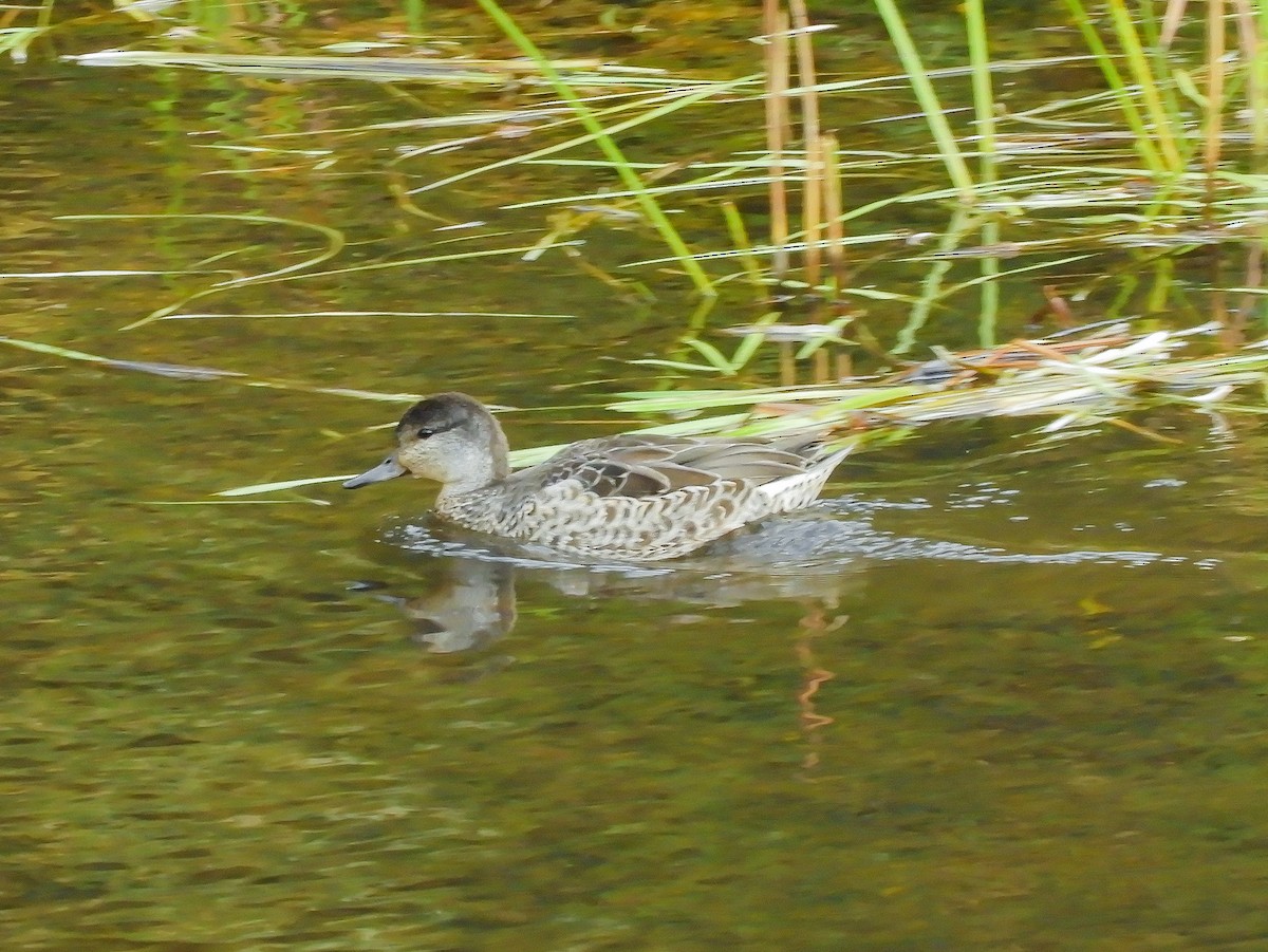 Green-winged Teal - ML266997531