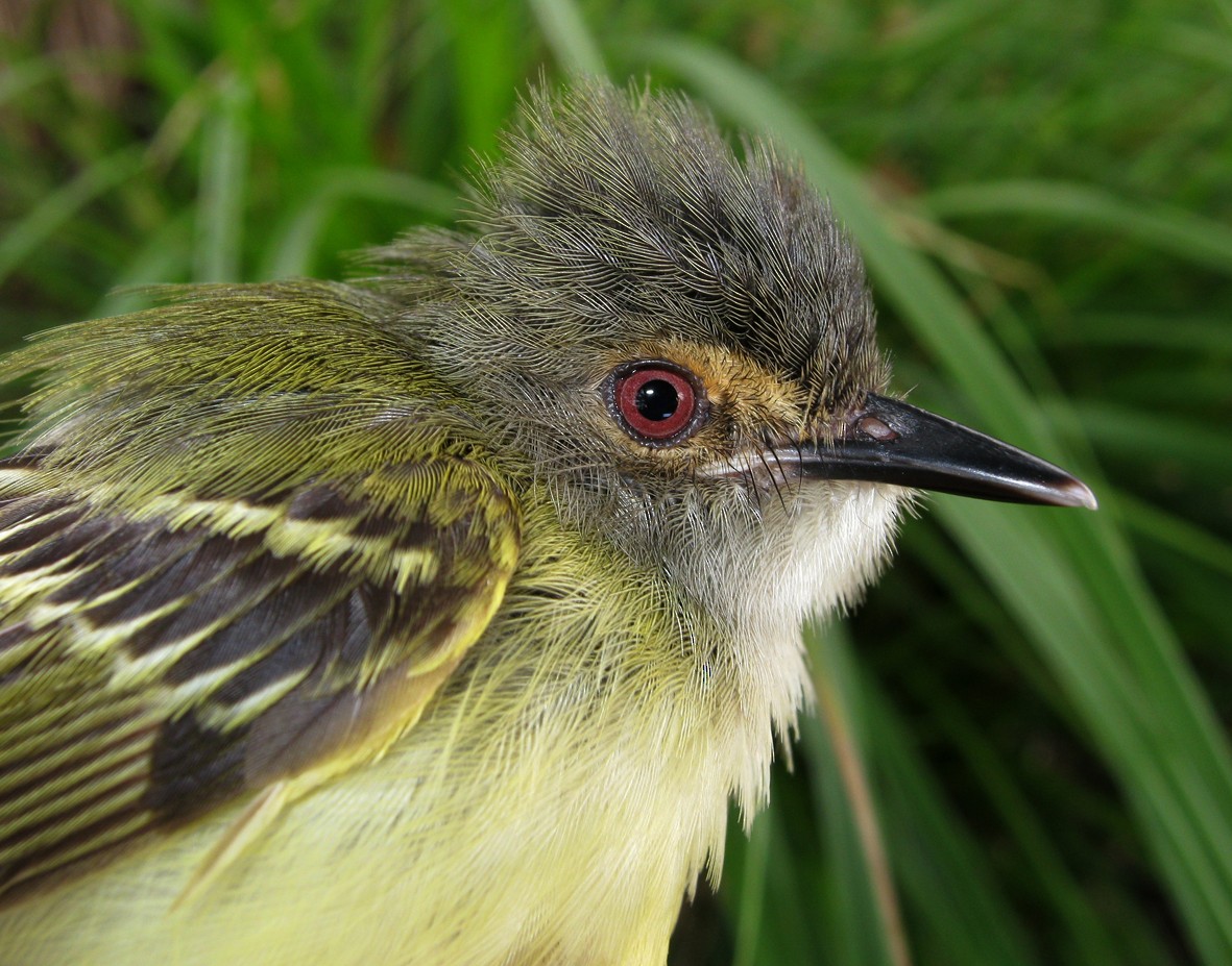 Smoky-fronted Tody-Flycatcher - ML266997801