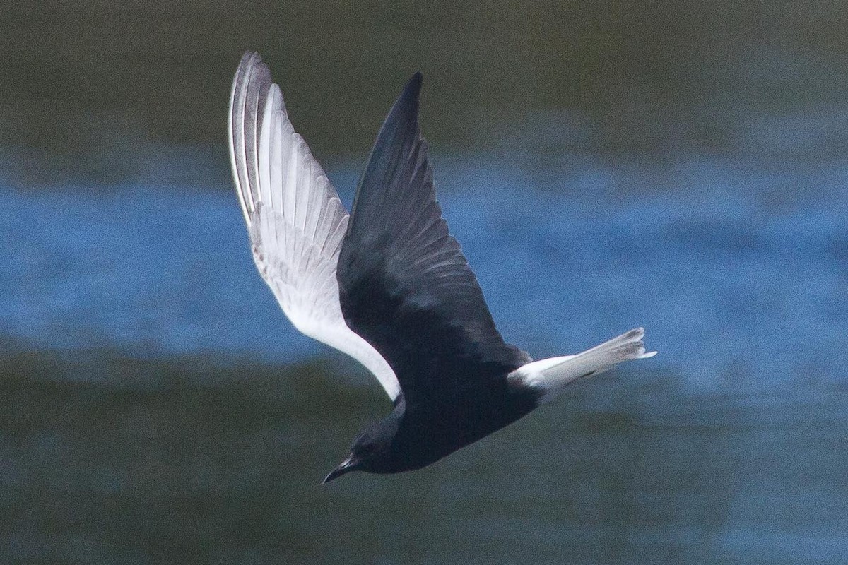 White-winged Tern - Eric VanderWerf
