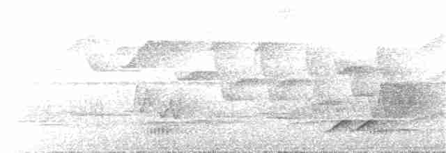 White-necked Thrush - ML267010641