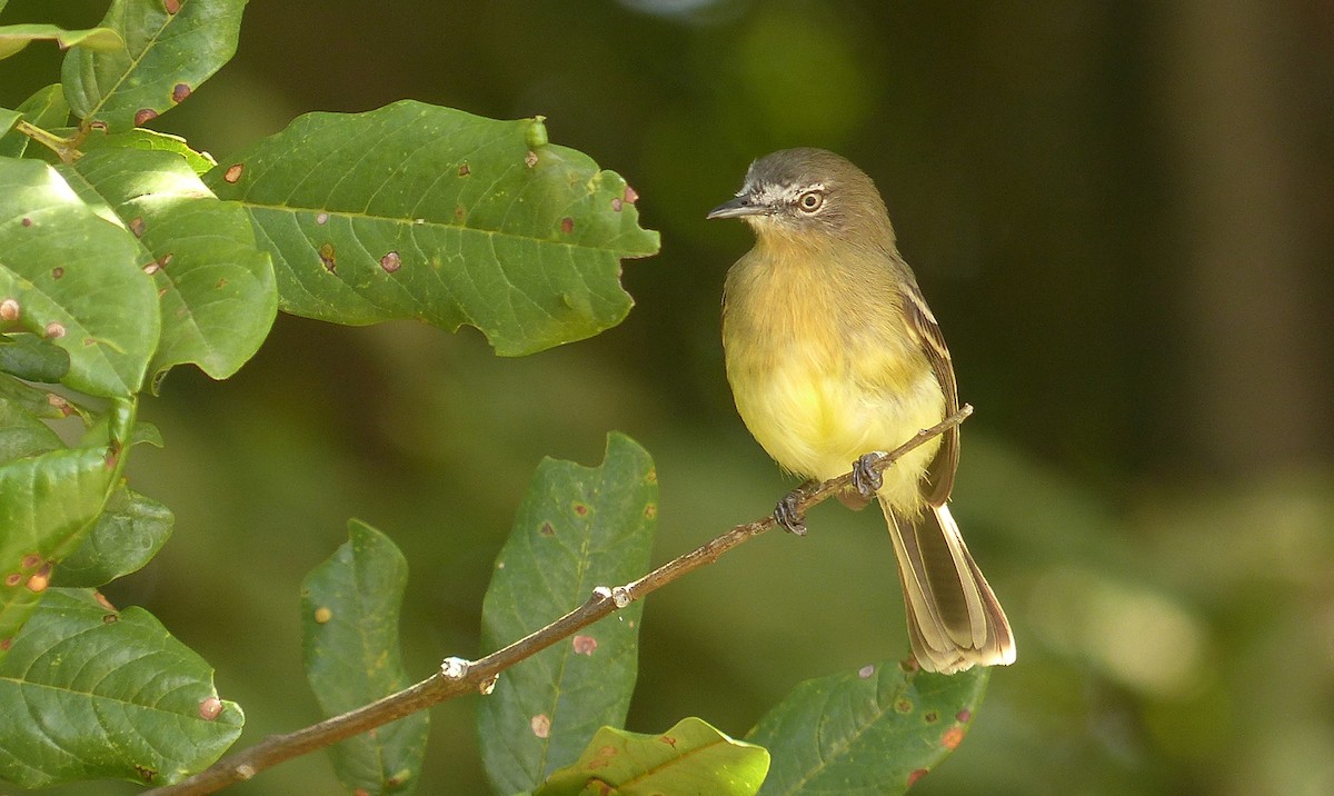 Pale-tipped Tyrannulet - sylvain Uriot