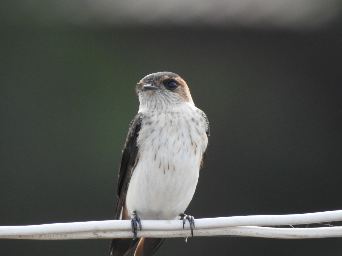 Red-rumped Swallow - ML267014321