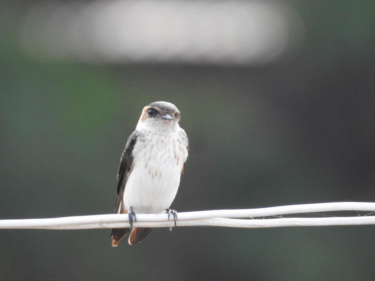 Red-rumped Swallow - ML267014331