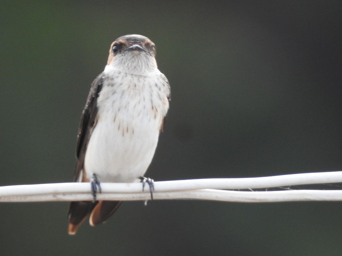 Red-rumped Swallow - ML267014341