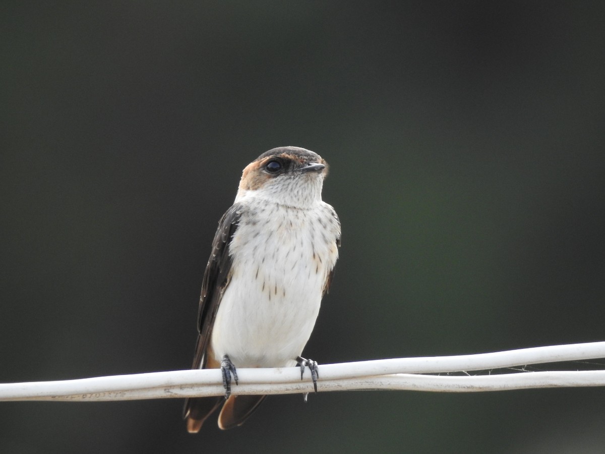 Red-rumped Swallow - ML267014351