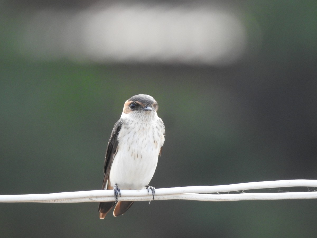 Red-rumped Swallow - ML267014361