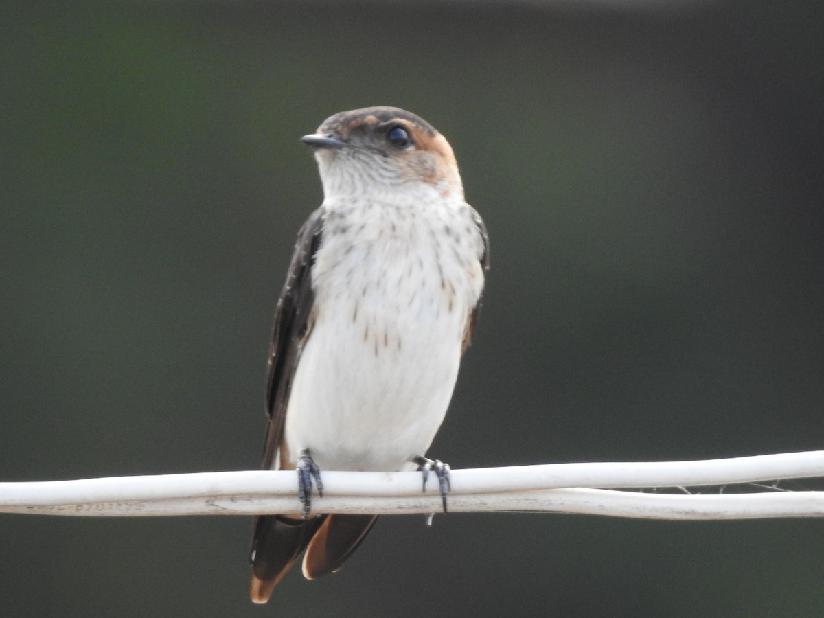 Red-rumped Swallow - ML267014371