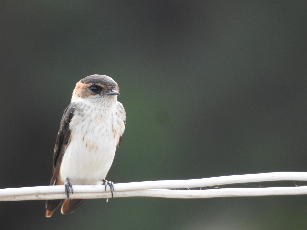 Red-rumped Swallow - ML267014411