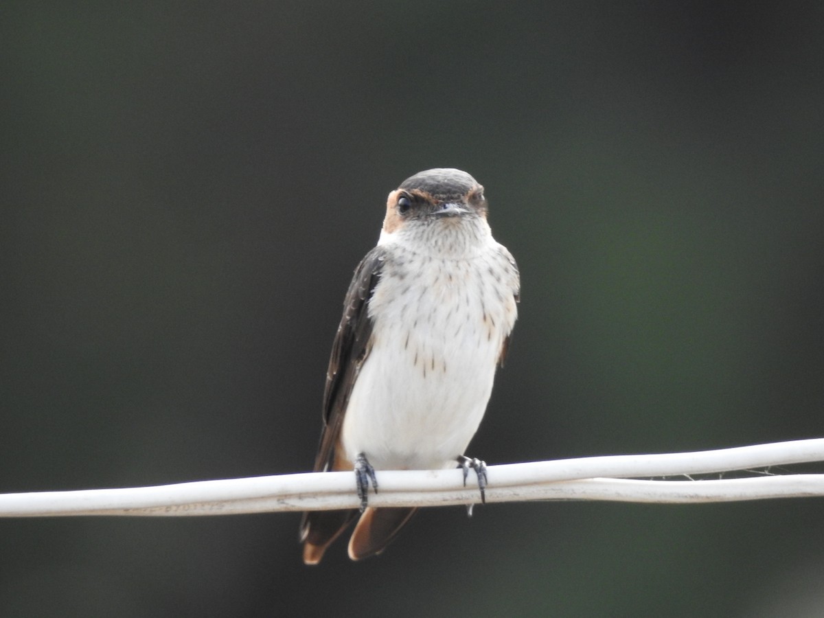 Red-rumped Swallow - ML267014431