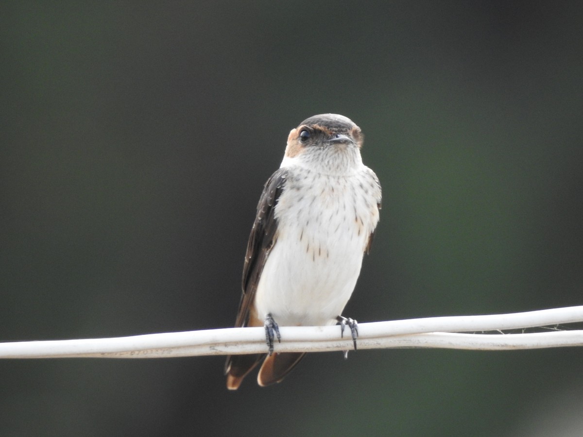 Red-rumped Swallow - ML267014451
