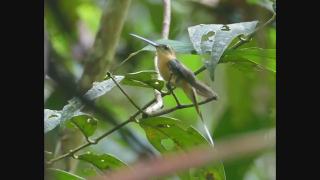 kolibřík jehlozobý - ML267019491