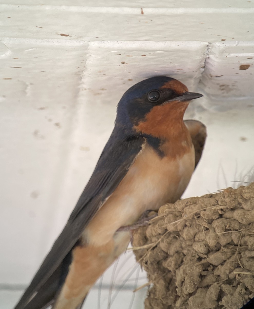 Barn Swallow (American) - ML267020461
