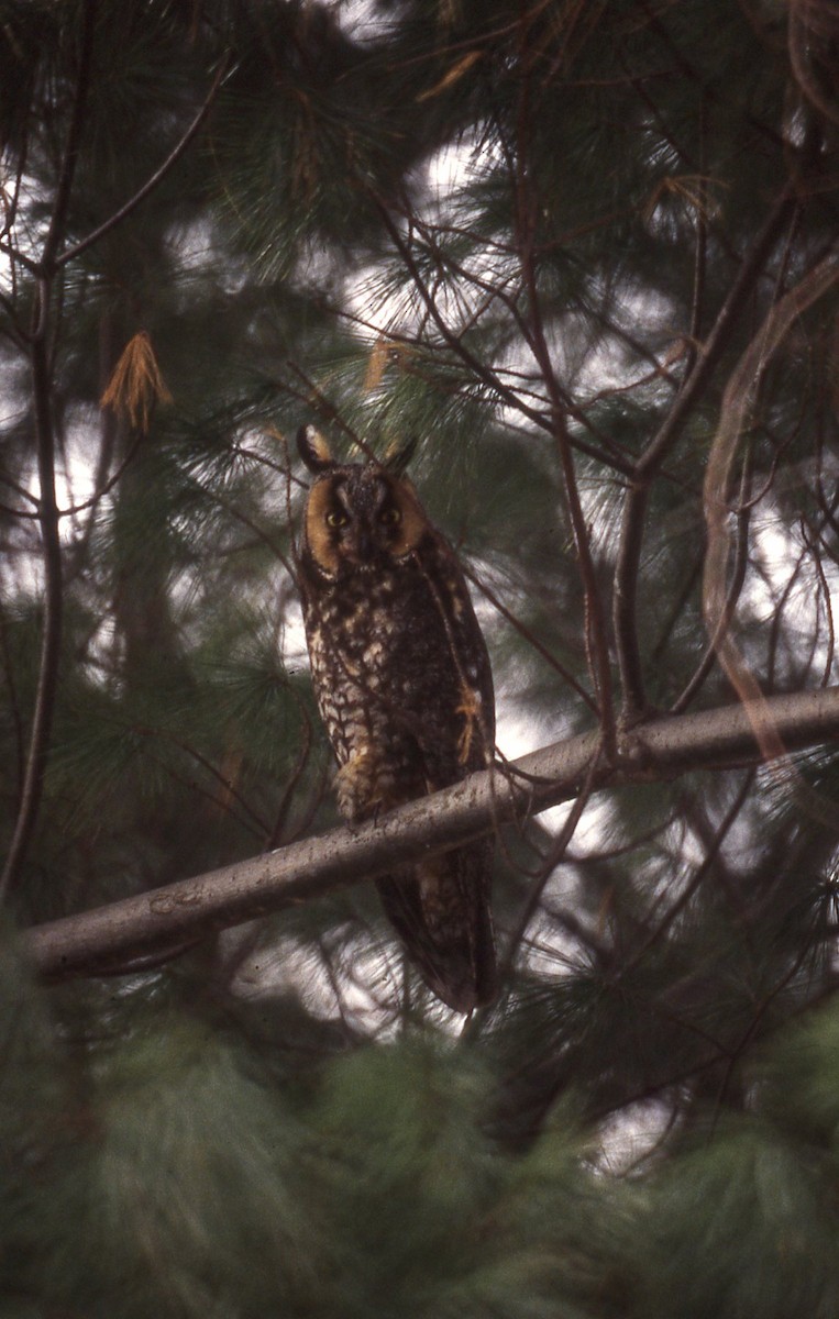 Long-eared Owl - ML267020671