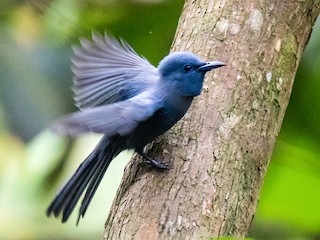 アオサンコウチョウ - eBird