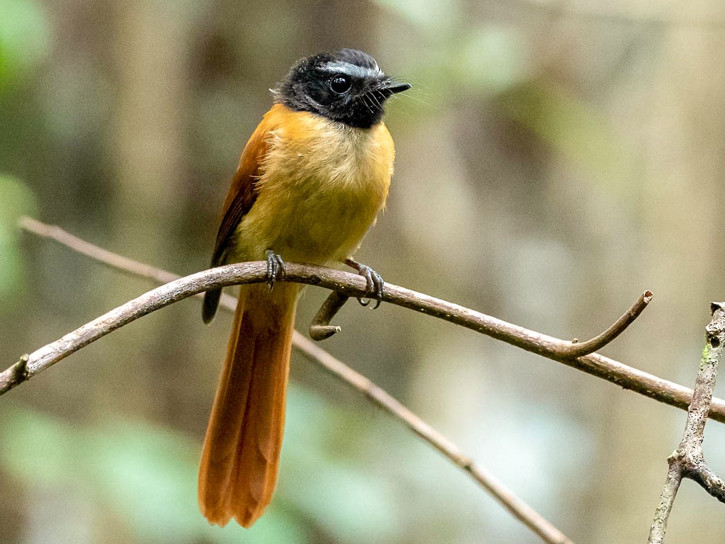 Black-and-cinnamon Fantail - Forest Botial-Jarvis