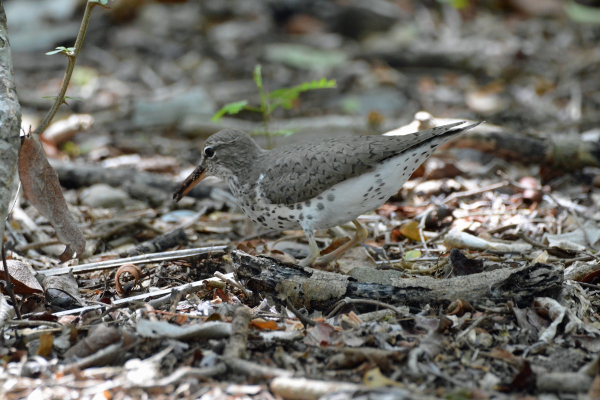 Spotted Sandpiper - Eileen B
