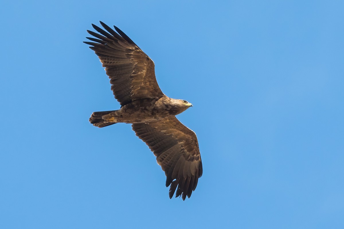 Lesser Spotted Eagle - ML267025231
