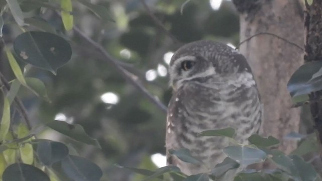 Spotted Owlet - ML267026041