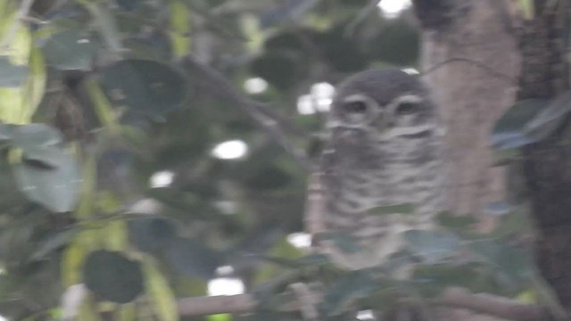 Spotted Owlet - ML267026141