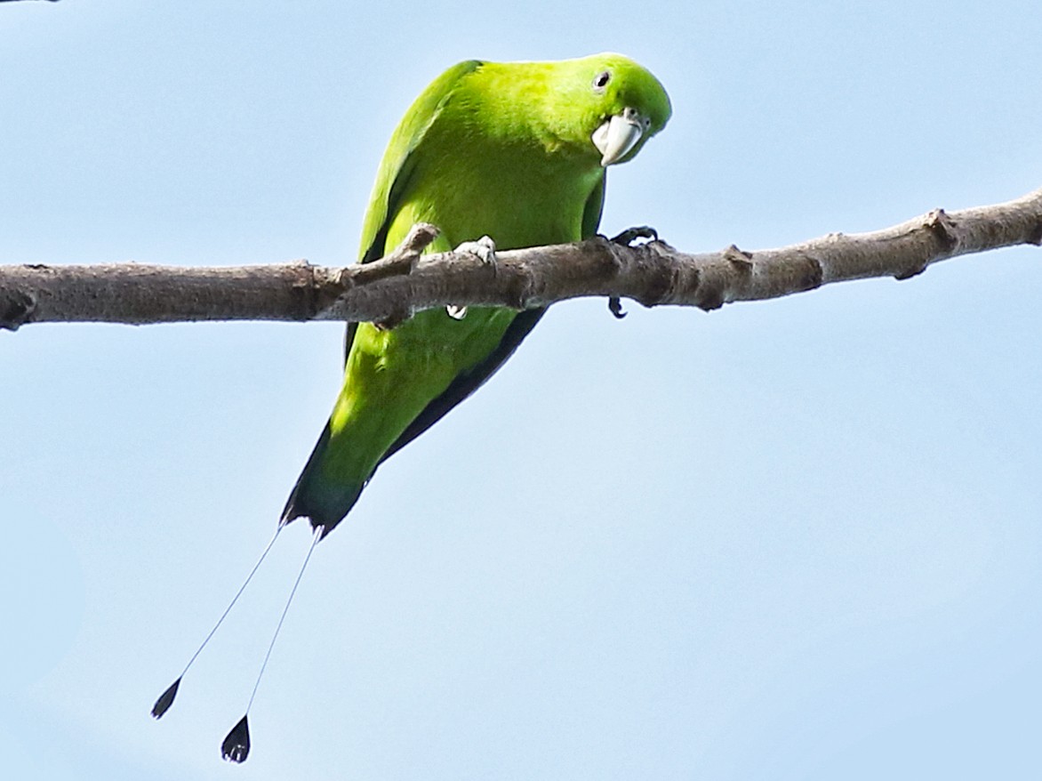 Green Racquet-tail - Charley Hesse TROPICAL BIRDING