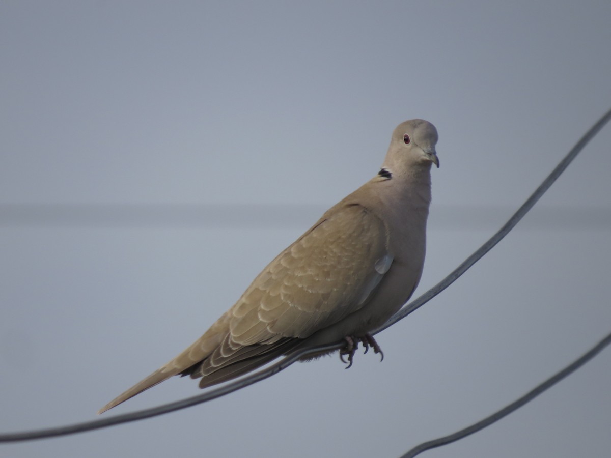 Eurasian Collared-Dove - J Watt