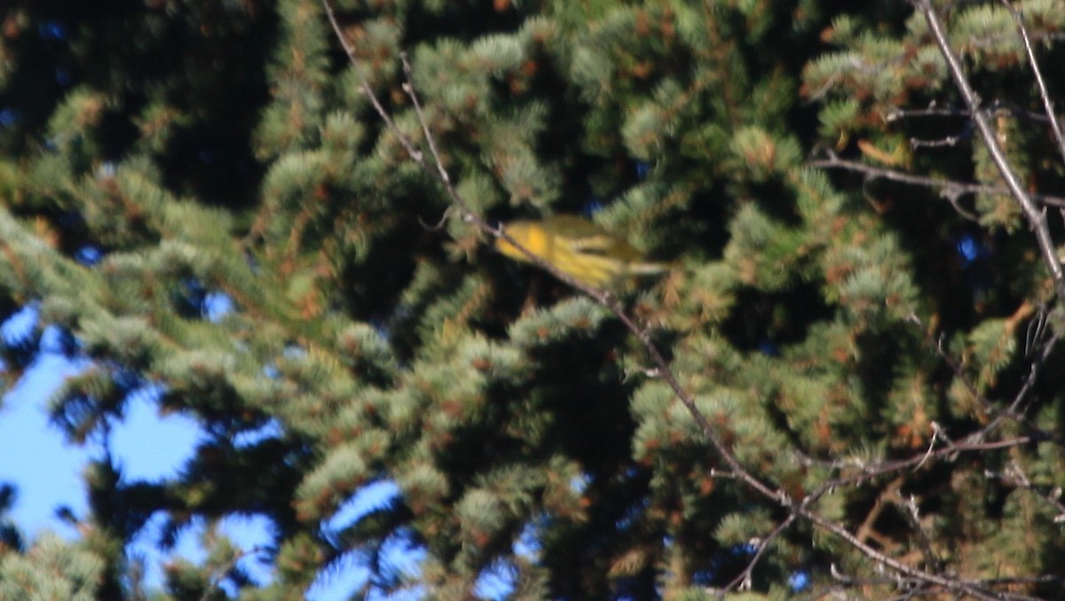 Cape May Warbler - ML267030311