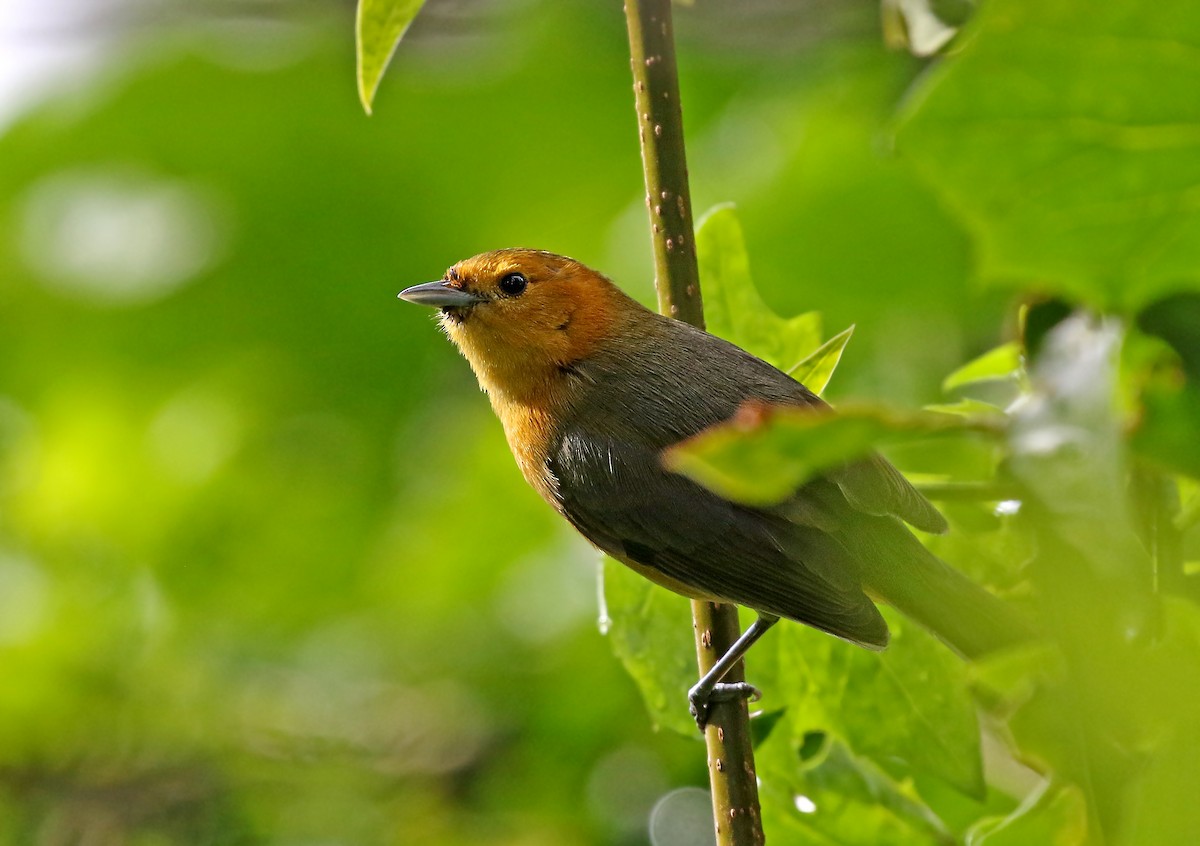Rufous-chested Tanager - ML267030511