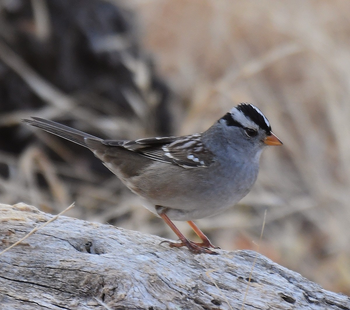 White-crowned Sparrow - ML267031751