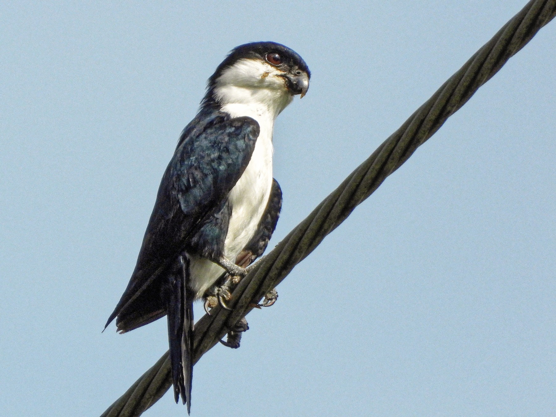 Philippine Falconet Ebird
