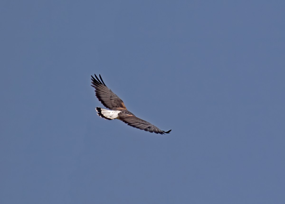 White-tailed Hawk - ML267034211