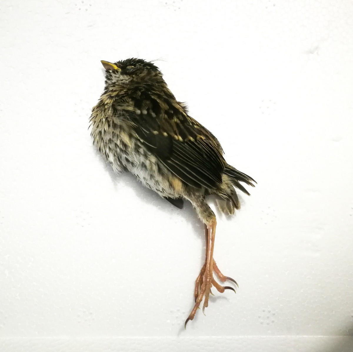 Rufous-collared Sparrow - ML267034691