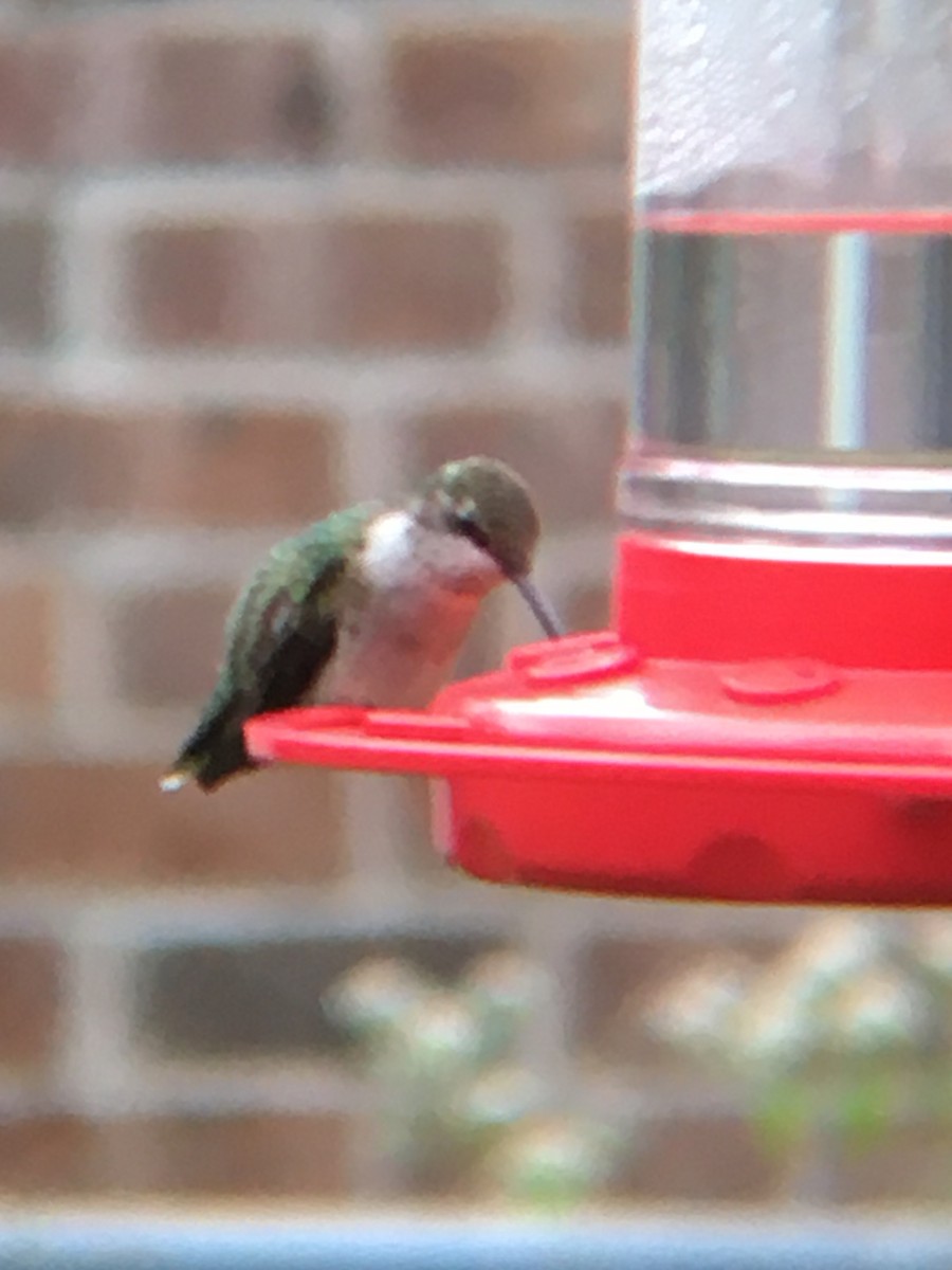 Ruby-throated Hummingbird - ML267034731