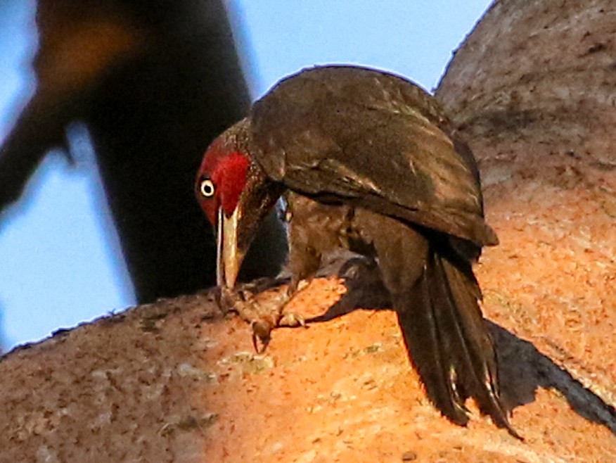 Northern Sooty-Woodpecker - Charley Hesse TROPICAL BIRDING