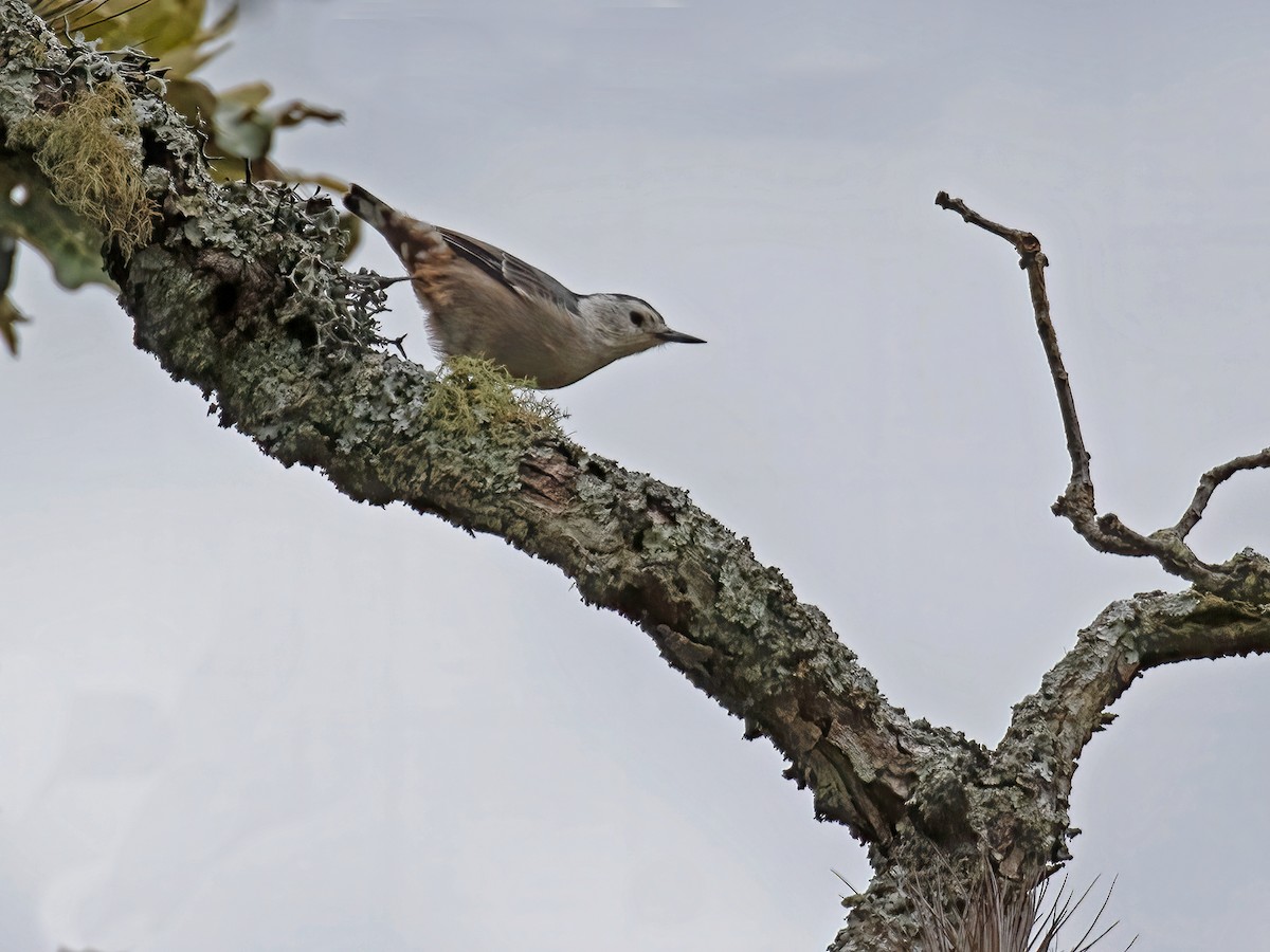 White-breasted Nuthatch - ML267037141