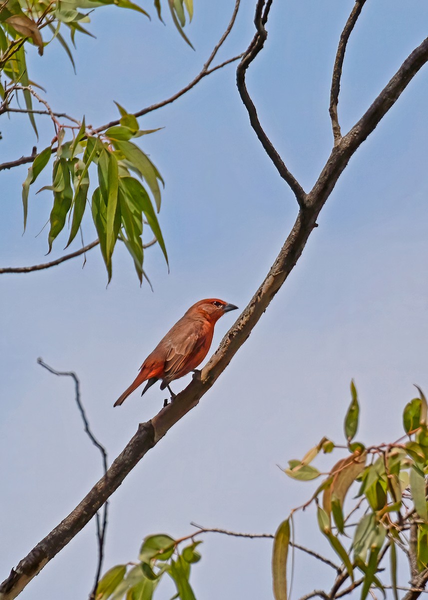 Hepatic Tanager - ML267037421