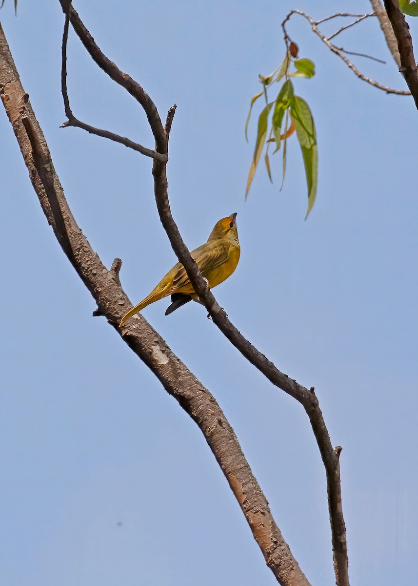 Hepatic Tanager - ML267037501