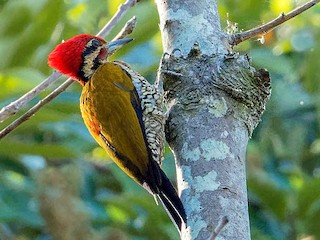  - Spot-throated Flameback