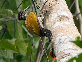  - Spot-throated Flameback