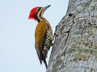  - Spot-throated Flameback