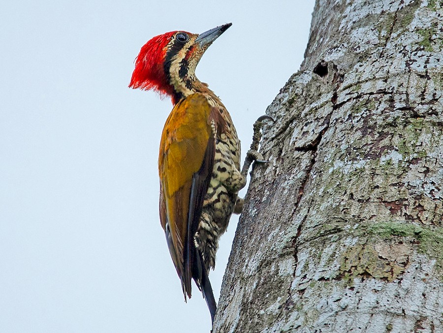 ノドホシミユビゲラ eBird