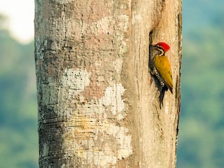  - Spot-throated Flameback