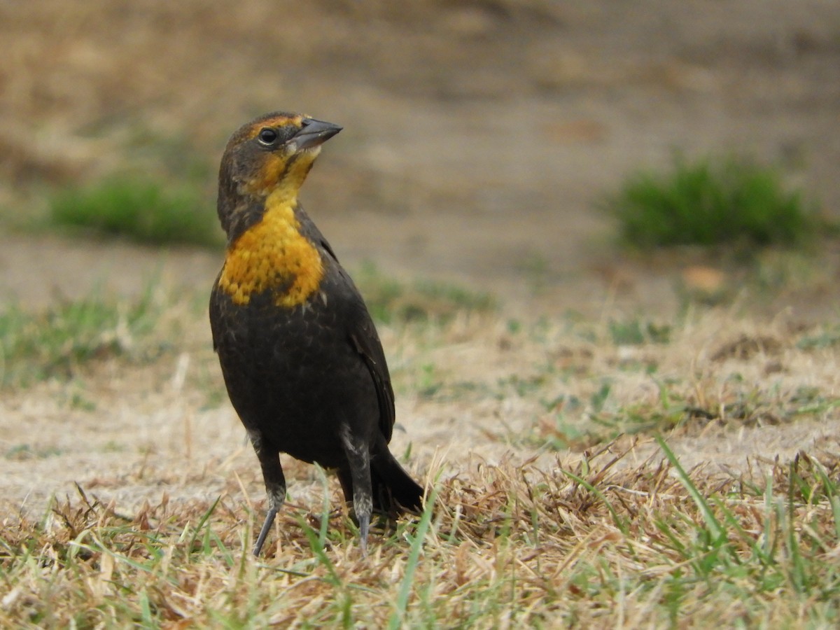 Yellow-headed Blackbird - Bill Lee