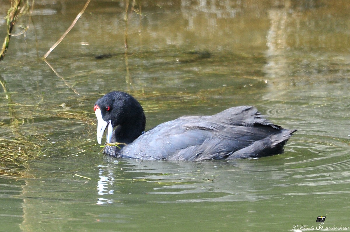 Red-knobbed Coot - Carl  Hawker